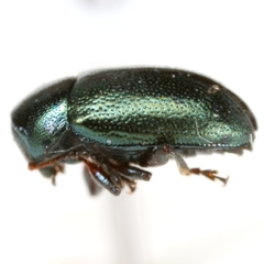 Metaparia clytroides