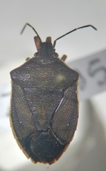 Euschistus circumfusus