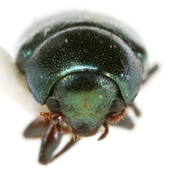 Metaparia clytroides