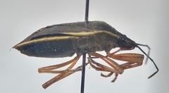 Euschistus circumfusus