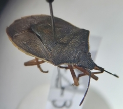 Euschistus circumfusus