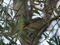 Sylvia atricapilla