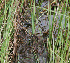 Somatochlora alpestris