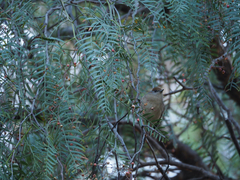 Sylvia atricapilla