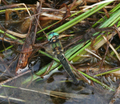 Somatochlora alpestris