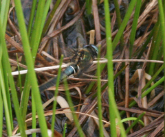Somatochlora alpestris