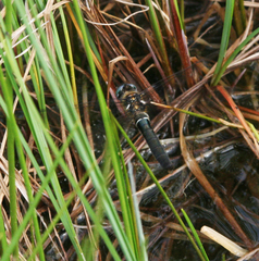 Somatochlora alpestris