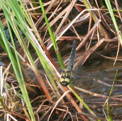 Somatochlora alpestris