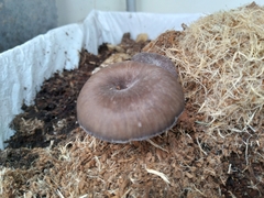 Pleurotus columbinus