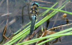 Somatochlora alpestris