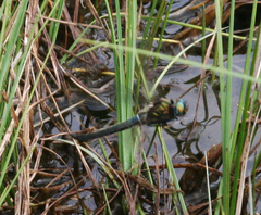 Somatochlora alpestris