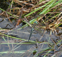 Somatochlora alpestris