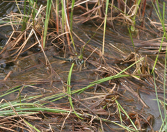 Somatochlora alpestris