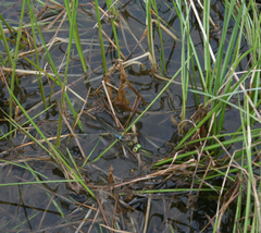 Somatochlora alpestris