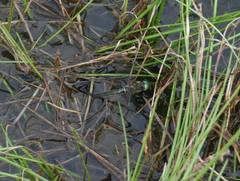 Somatochlora alpestris