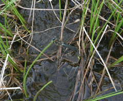 Somatochlora alpestris
