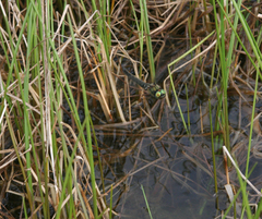 Somatochlora alpestris