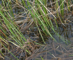 Somatochlora alpestris