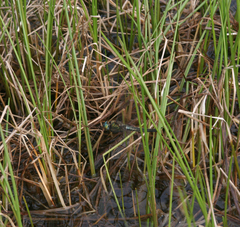 Somatochlora alpestris