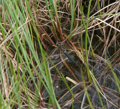 Somatochlora alpestris