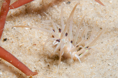 Diopatra dentata