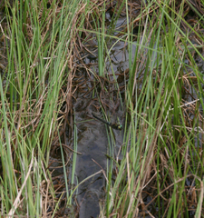 Somatochlora alpestris