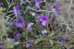 Viola tricolor curtisii