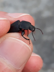 Tenebrio obscurus