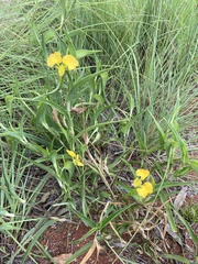 Commelina africana barberae