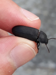 Tenebrio obscurus