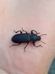 Tenebrio obscurus