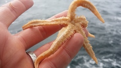 Pedicellaster magister