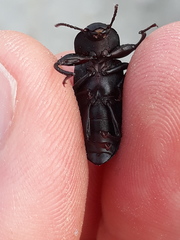 Tenebrio obscurus