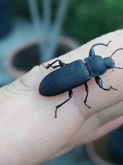 Tenebrio obscurus