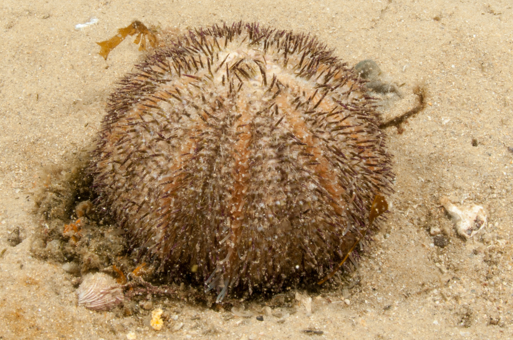 Temnopleurus alexandri · iNaturalist