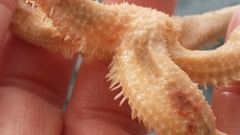 Pedicellaster magister