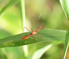 Ricolla quadrispinosa