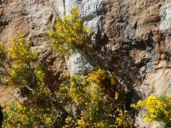 Genista majorica