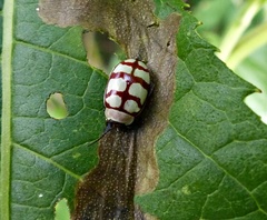 Alagoasa decemguttata