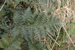 Polystichum oculatum