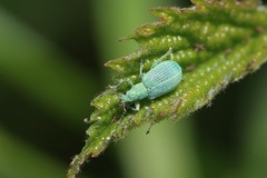 Polydrusus planifrons