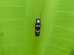 Erythrogonia odonsera