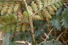 Polystichum oculatum