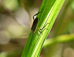 Plaxiscelis limbata