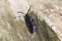 Sapyga quinquepunctata