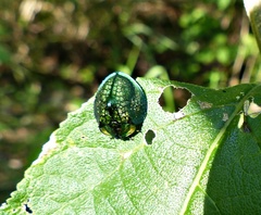 Cyrtonota