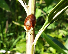 Anacassis fuscata