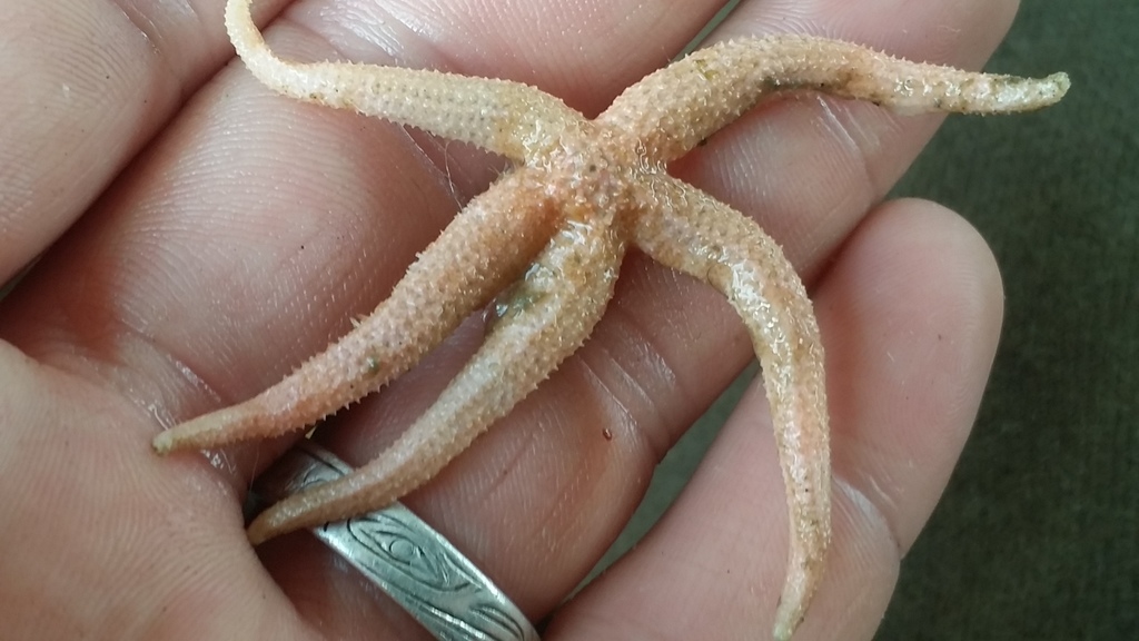 Majestic Star