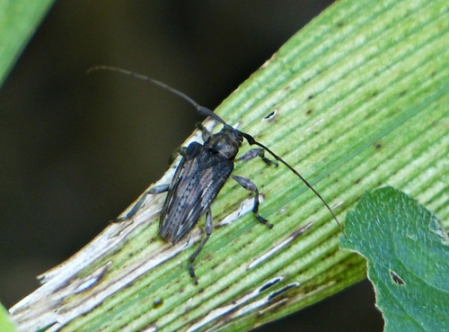 Nealcidion venosum · iNaturalist Ecuador