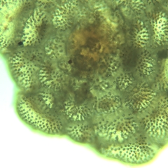 Planorbulina